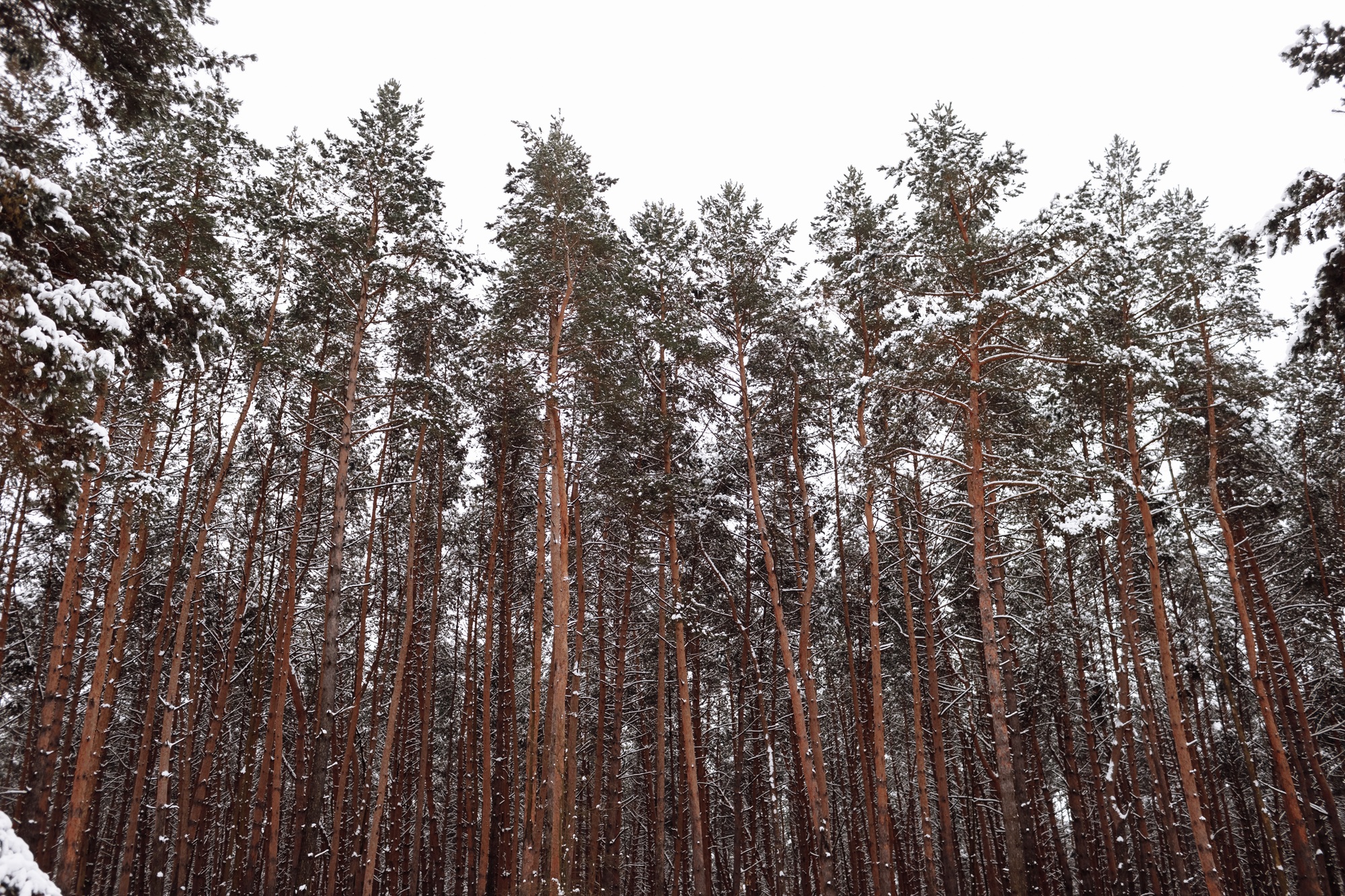 pine forest, winter, snow. winter pine forest. the greatness of the forest